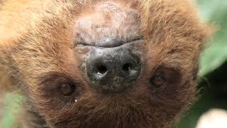 Linnaeus's two-toed sloth (KOBE ANIMAL KINGDOM, Hyogo, Japan) April 23, 2021