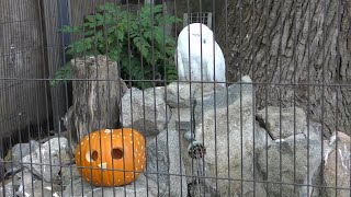 シロフクロウ (王子動物園) 2019年10月27日