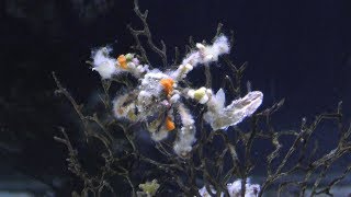 モクズショイ (姫路市立水族館) 2019年2月13日