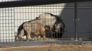 Tokara goat (YAGIYAMA ZOOLOGICAL PARK, Miyagi, Japan) January 20, 2018