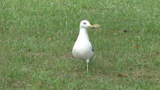 カモメ (北海道 函館市) 2019年8月9日