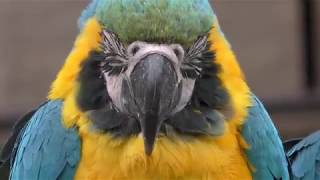 Blue-and-yellow macaw