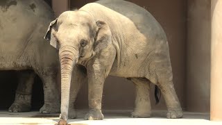 アジアゾウ (東山動植物園) 2021年7月22日