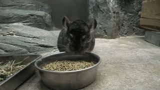 チンチラ (東山動植物園) 2021年7月22日