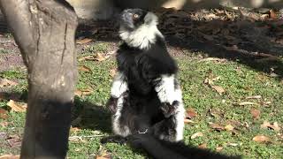 クロシロエリマキキツネザル (上野動物園) 2017年12月17日