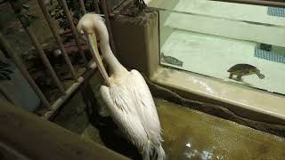White Pelican & Turtle (DMM Kariyushi Aquarium, Okinawa, Japan) July 29, 2023