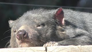 タスマニアデビル (多摩動物公園) 2019年1月18日