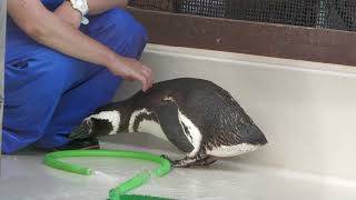 Magellanic penguin (Suma Aqualife Park, Hyogo, Japan) May 31, 2023