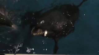 False Killer Whale (Maxell AQUA PARK SHINAGAWA, Tokyo, Japan) October 5, 2017