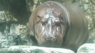 Hippopotamus (TENNOJI ZOO, Osaka, Japan) June 3, 2023