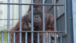 Orang-utan Feeding time (Asahiyama Zoo, Hokkaido, Japan) June 20, 2019