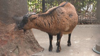 ヤクシマヤギ　Yakushima goat