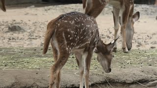 アクシスジカ (東武動物公園) 2020年9月18日