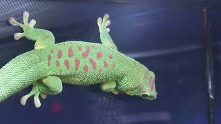 Madagascar day gecko (DMM Kariyushi Aquarium, Okinawa, Japan) July 29, 2023