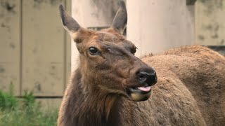 ワピチ の『マーサ』 (東武動物公園) 2020年9月18日