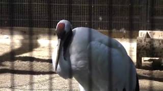 Japanese crane (Inokashira Park Zoo, Tokyo, Japan) September 9, 2018