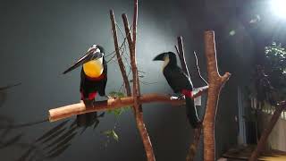 Channel-billed Toucan (DMM Kariyushi Aquarium, Okinawa, Japan) July 29, 2023
