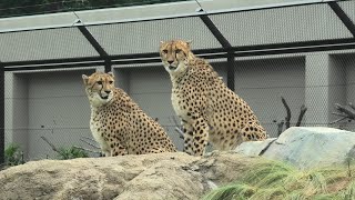 チーター の『アジャブ』と『アイワ』 (千葉市動物公園) 2020年9月17日
