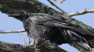 カラス (佐賀県佐賀市) 2019年4月20日