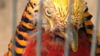 Golden Pheasant (Osaki Park Children's Zoo, Saitama, Japan) July 21, 2018