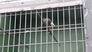 シロテテナガザルの歌とブラキエーション (日立市かみね動物園) 2017年10月21日