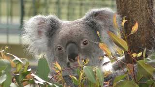 Koala (Kagoshima City Hirakawa Zoological Park, Kagoshima, Japan) April 17, 2019