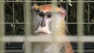 パタスザル (千葉市動物公園) 2020年9月17日