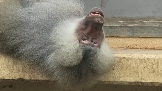 マントヒヒ (東武動物公園) 2020年9月18日