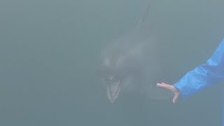 イルカショー (新屋島水族館) 2019年2月28日