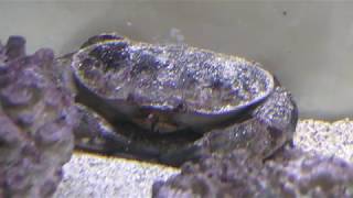 ホシマンジュウガニ (桂浜水族館) 2018年3月24日