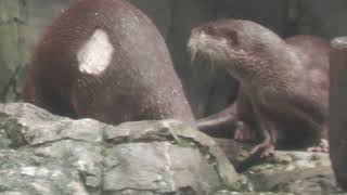 Asian short-clawed otter (Osaka Aquarium KAIYUKAN, Osaka, Japan) August 12, 2022