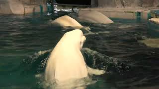 ベルーガ (名古屋港水族館) 2021年7月23日