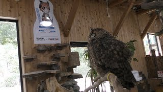 Horned owl (Nagasaki Biopark, Nagasaki, Japan) December 23, 2017