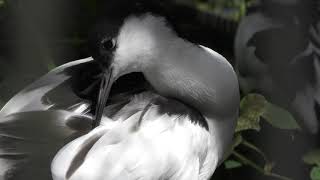 Pied Avocet (Tama Zoological Park, Tokyo, Japan) September 9, 2018