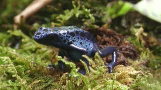 3 types Poison dart frog | Forest The Forest of Spirits (átoa, Hyogo, Japan) October 30, 2021