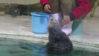 Sea otter Feeding time (TOBA AQUARIUM, Mie, Japan) July 17, 2022