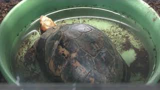 Indochinese box turtle (picturata)