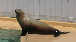 California sea lion (Katsurahama Aquarium, Kochi, Japan) March 24, 2018