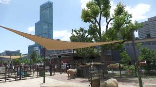 ふれんどしっぷガーデン (天王寺動物園) 2023年6月3日