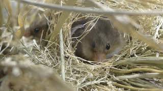 カヤネズミ (相模川ふれあい科学館／アクアリウムさがみはら) 2018年11月30日