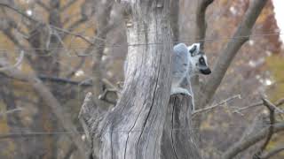 ワオキツネザル (上野動物園) 2017年12月9日