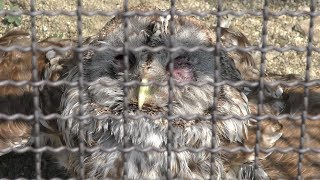 Owl (Kahoku Children's Zoo, Yamagata, Japan) August 5, 2019
