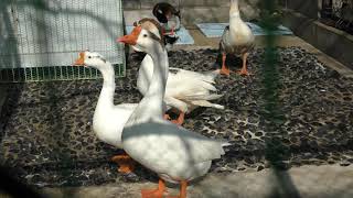 Domestic Duck & Chinese geese (Okayama Ikeda Zoo, Okayama, Japan) February 26, 2019