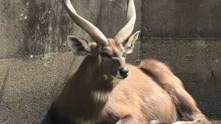 シタツンガ (東武動物公園) 2020年9月18日