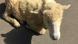 Sheep (Itabashi Children's Zoo, Tokyo, Japan) May 12, 2018