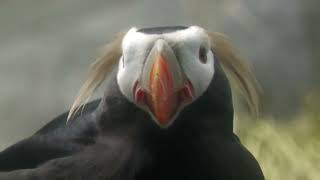 Tufted Puffin (Osaka Aquarium KAIYUKAN, Osaka, Japan) August 12, 2022