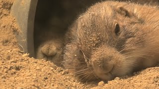 オグロプレーリードッグ (神戸市立 王子動物園) 2020年8月4日