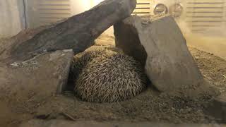 Four-toed hedgehog (MORIOKA ZOOLOGICAL PARK, Iwate, Japan) April 12, 2019