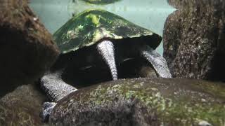 ニホンイシガメ (東山動植物園) 2021年7月22日