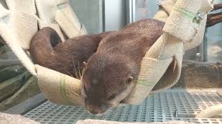 Asian short-clawed otter (átoa, Hyogo, Japan) October 21, 2022